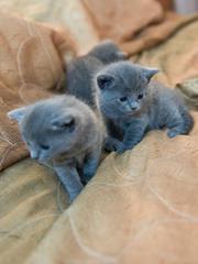 Русские голубые котята