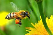 пчелы,  мед